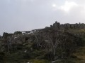 0109-1554 Thredbo (1095887)